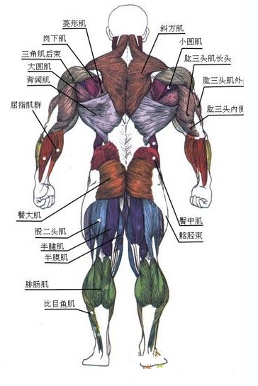 人体肌肉图-背面